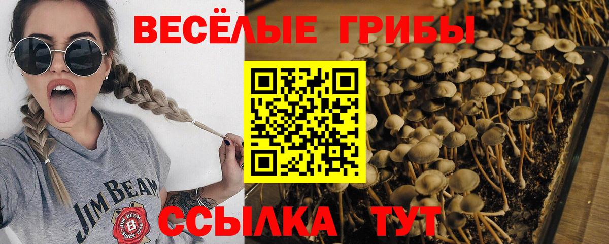 Галлюциногенные грибы Cubensis Балаково